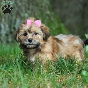 Bebee, Shorkie Puppy