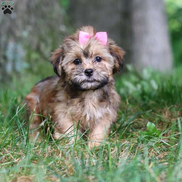 Bebee, Shorkie Puppy