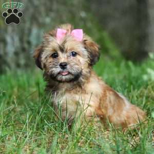 Bebee, Shorkie Puppy