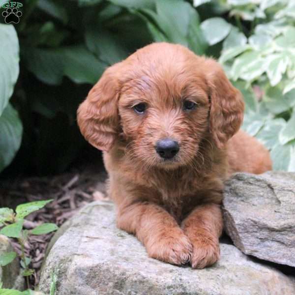 Beckett, Mini Goldendoodle Puppy