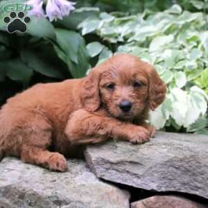 Beckett, Mini Goldendoodle Puppy