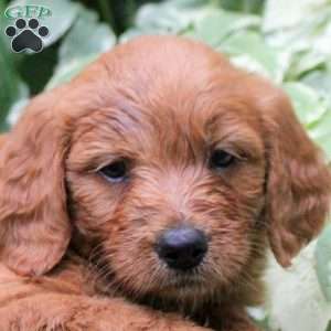 Beckett, Mini Goldendoodle Puppy