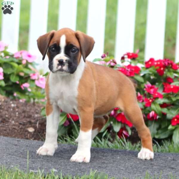 Becky, Boxer Puppy