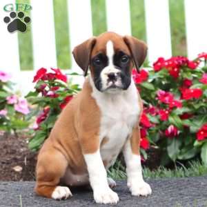 Becky, Boxer Puppy