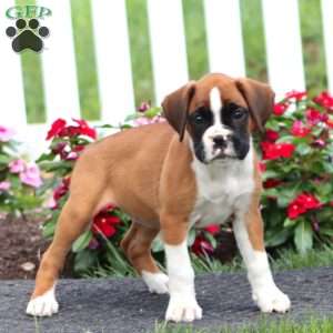 Becky, Boxer Puppy