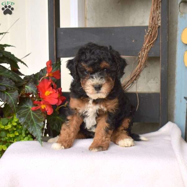 Bella, Mini Bernedoodle Puppy
