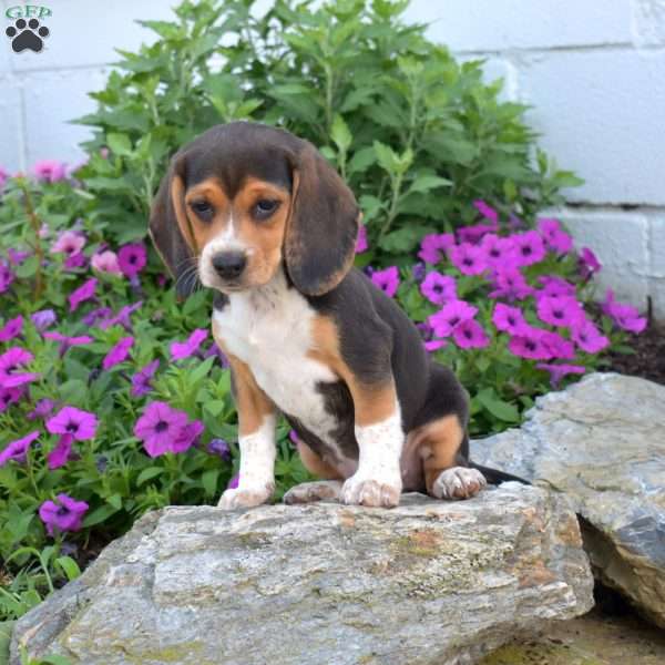 Bella, Beagle Puppy