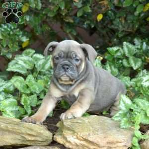 Bella, Olde English Bulldogge Puppy
