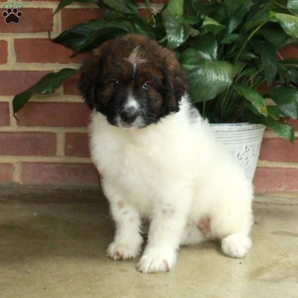 Bella, Standard Poodle Mix Puppy
