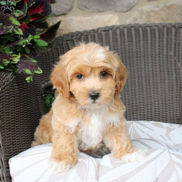 Bella, Bich-Poo Puppy