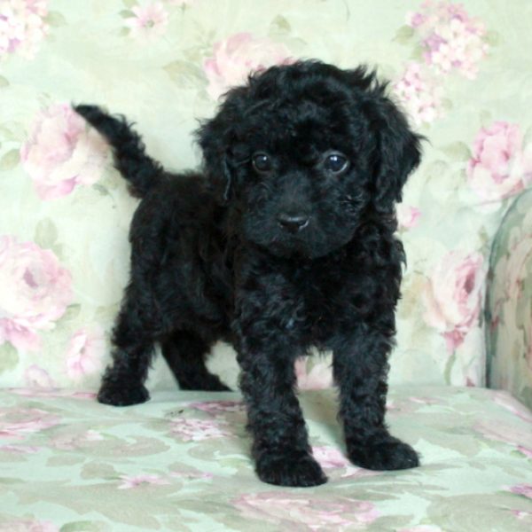 Bella, Miniature Poodle Puppy