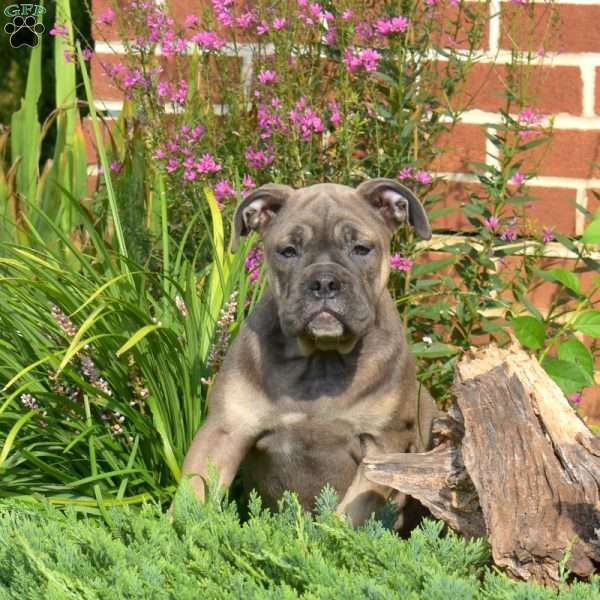 Bella, Olde English Bulldogge Puppy