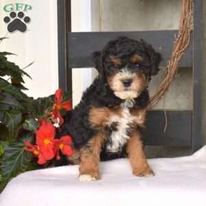 Bella, Mini Bernedoodle Puppy