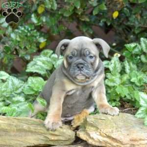 Bella, Olde English Bulldogge Puppy