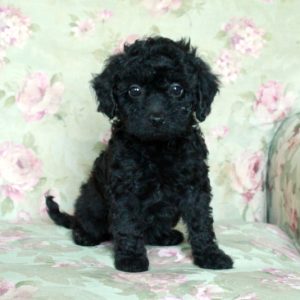 Bella, Miniature Poodle Puppy