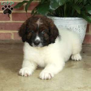 Bella, Standard Poodle Mix Puppy