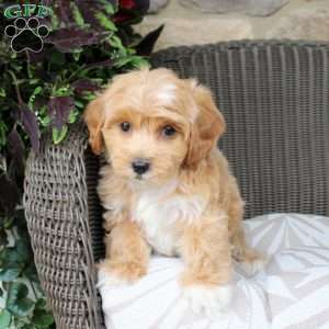 Bella, Bich-Poo Puppy