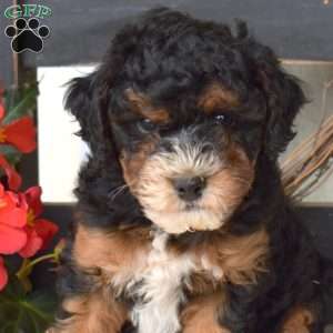 Bella, Mini Bernedoodle Puppy