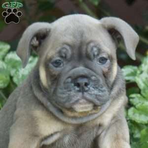Bella, Olde English Bulldogge Puppy