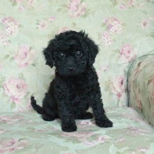 Bella, Miniature Poodle Puppy
