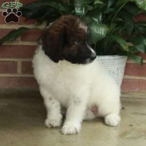 Bella, Standard Poodle Mix Puppy