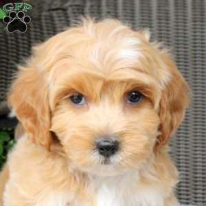 Bella, Bich-Poo Puppy