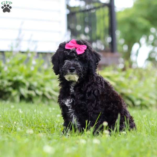 Bella, Mini Bernedoodle Puppy