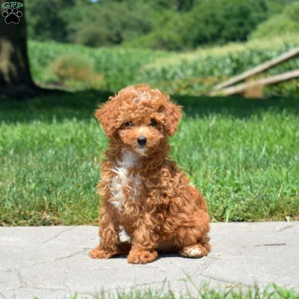 Belle, Mini Goldendoodle Puppy