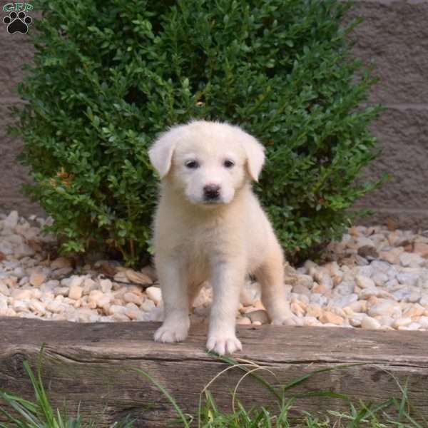Belle, Great Pyrenees Puppy