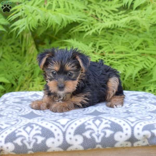 Belle, Yorkie Puppy