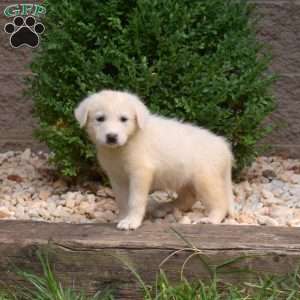 Belle, Great Pyrenees Puppy