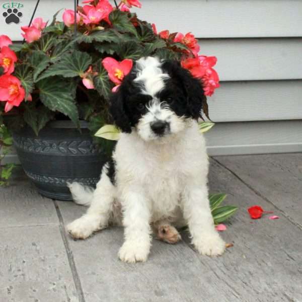 Benjamin, Cavapoo Puppy