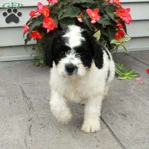 Benjamin, Cavapoo Puppy