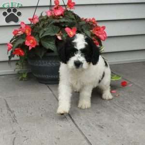 Benjamin, Cavapoo Puppy