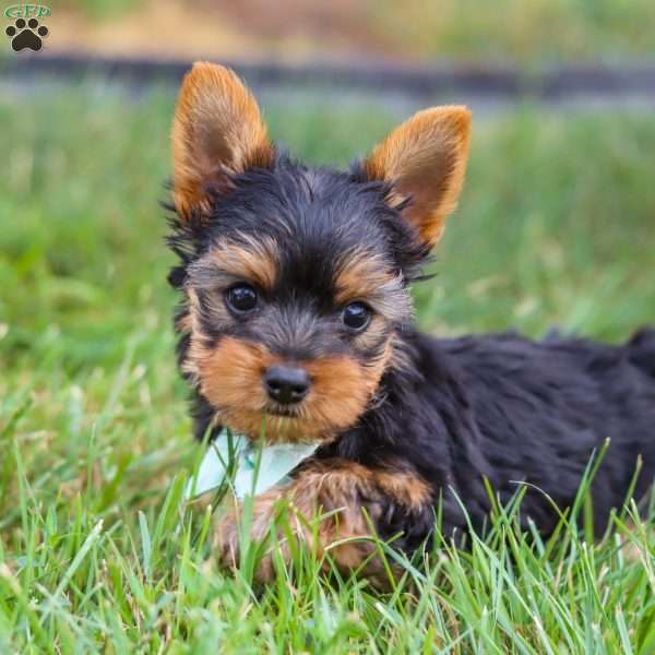 Benji, Yorkie Puppy