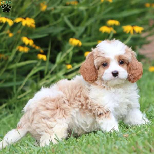 Benji, Cavapoo Puppy