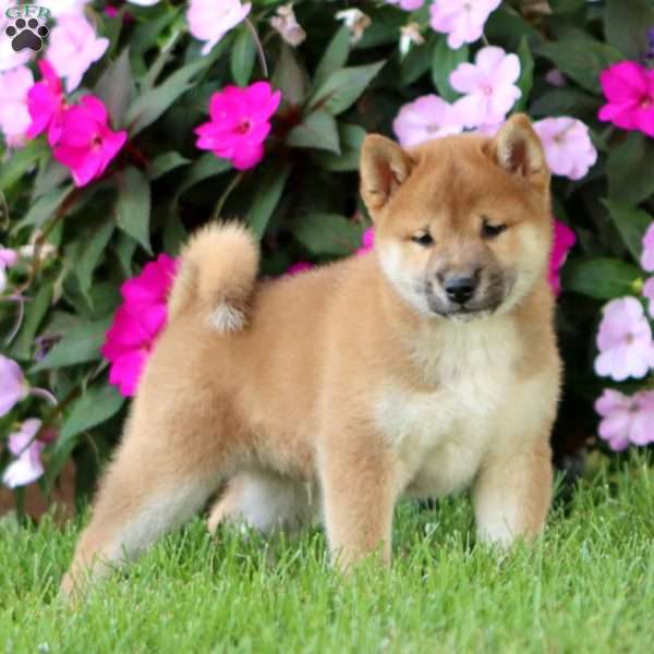 Benji, Shiba Inu Puppy