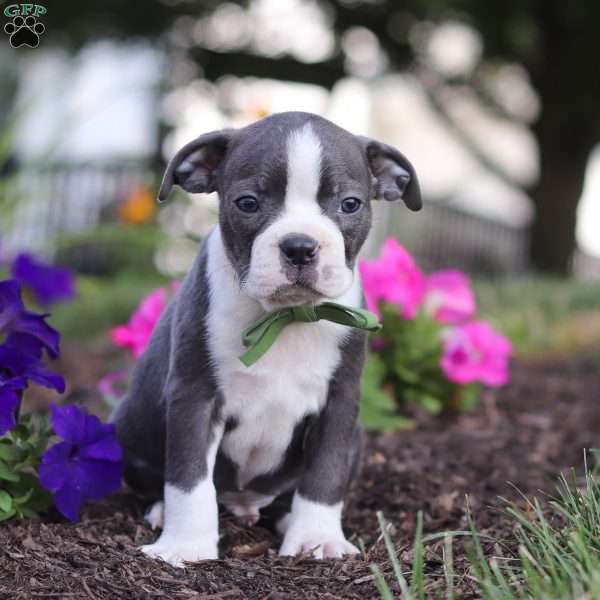 Bennie, Boston Terrier Puppy