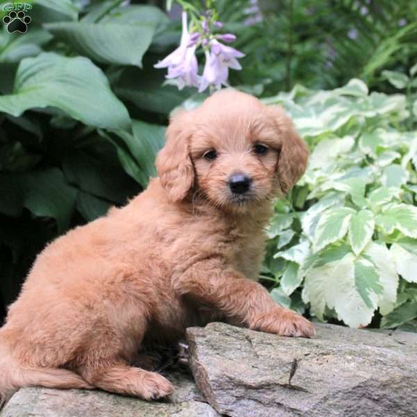 Benny, Mini Goldendoodle Puppy
