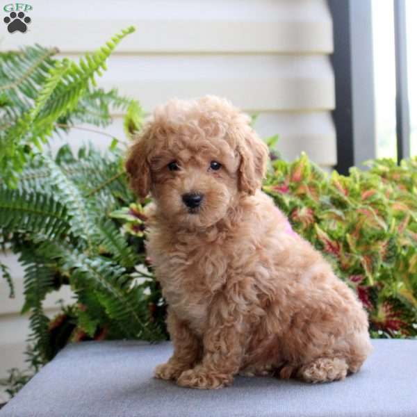 Benny, Bich-Poo Puppy
