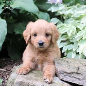 Benny, Mini Goldendoodle Puppy