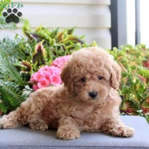 Benny, Bich-Poo Puppy