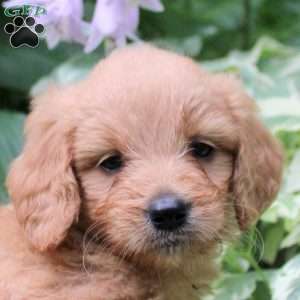Benny, Mini Goldendoodle Puppy