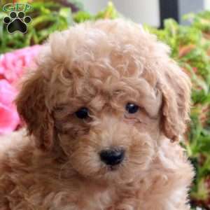 Benny, Bich-Poo Puppy