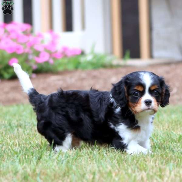 Benny, Cavalier King Charles Spaniel Puppy