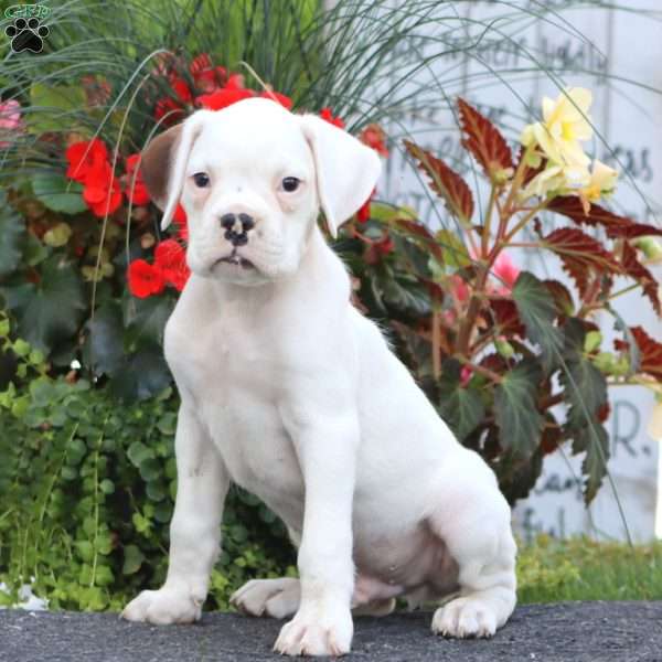 Benny, Boxer Puppy