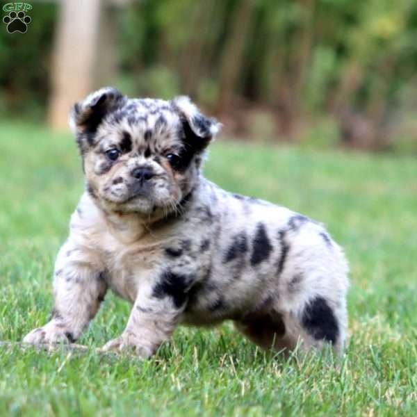 Benny, French Bulldog Puppy