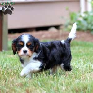 Benny, Cavalier King Charles Spaniel Puppy