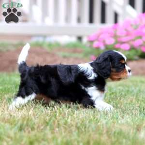 Benny, Cavalier King Charles Spaniel Puppy