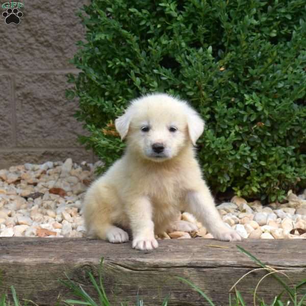 Bentley, Great Pyrenees Puppy